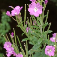 Great Willowherb